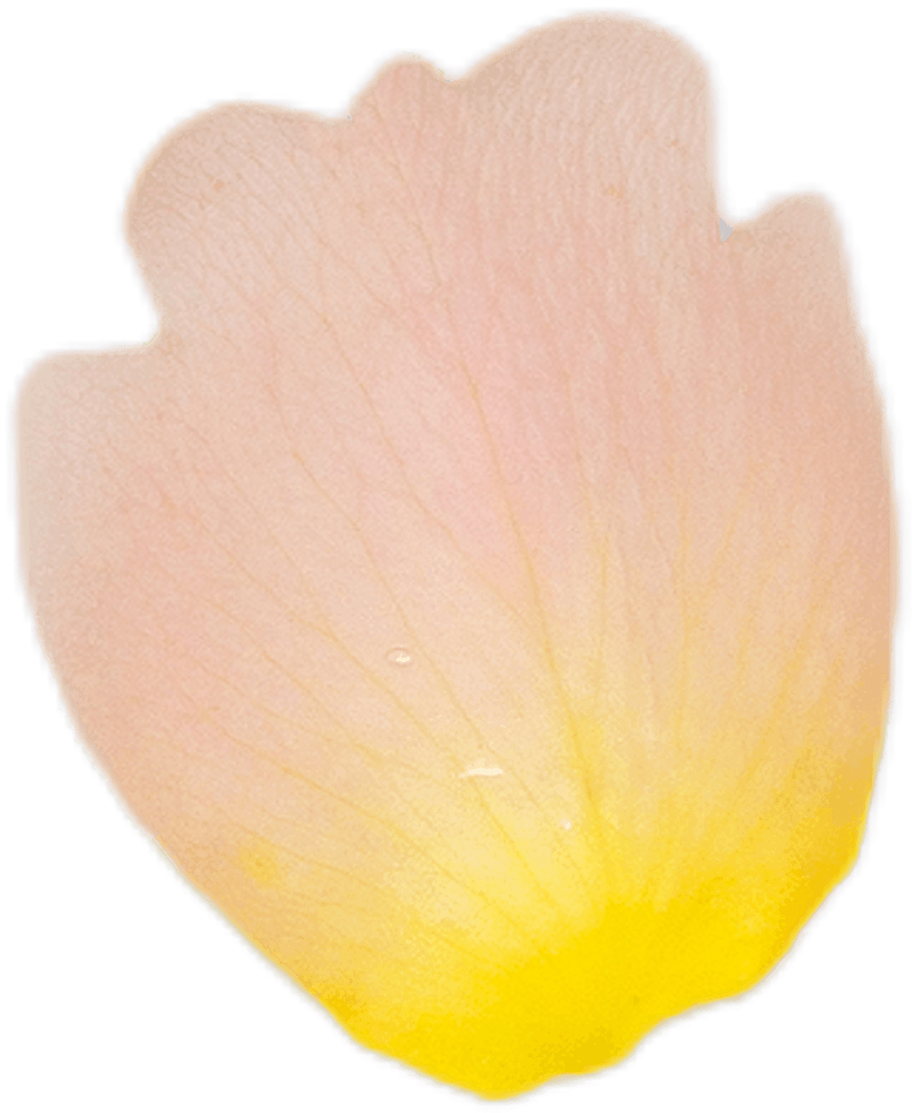 Single pink and yellow flower petal with delicate texture, ideal for floral arrangements and natural decor. Perfect for enhancing beauty themes.